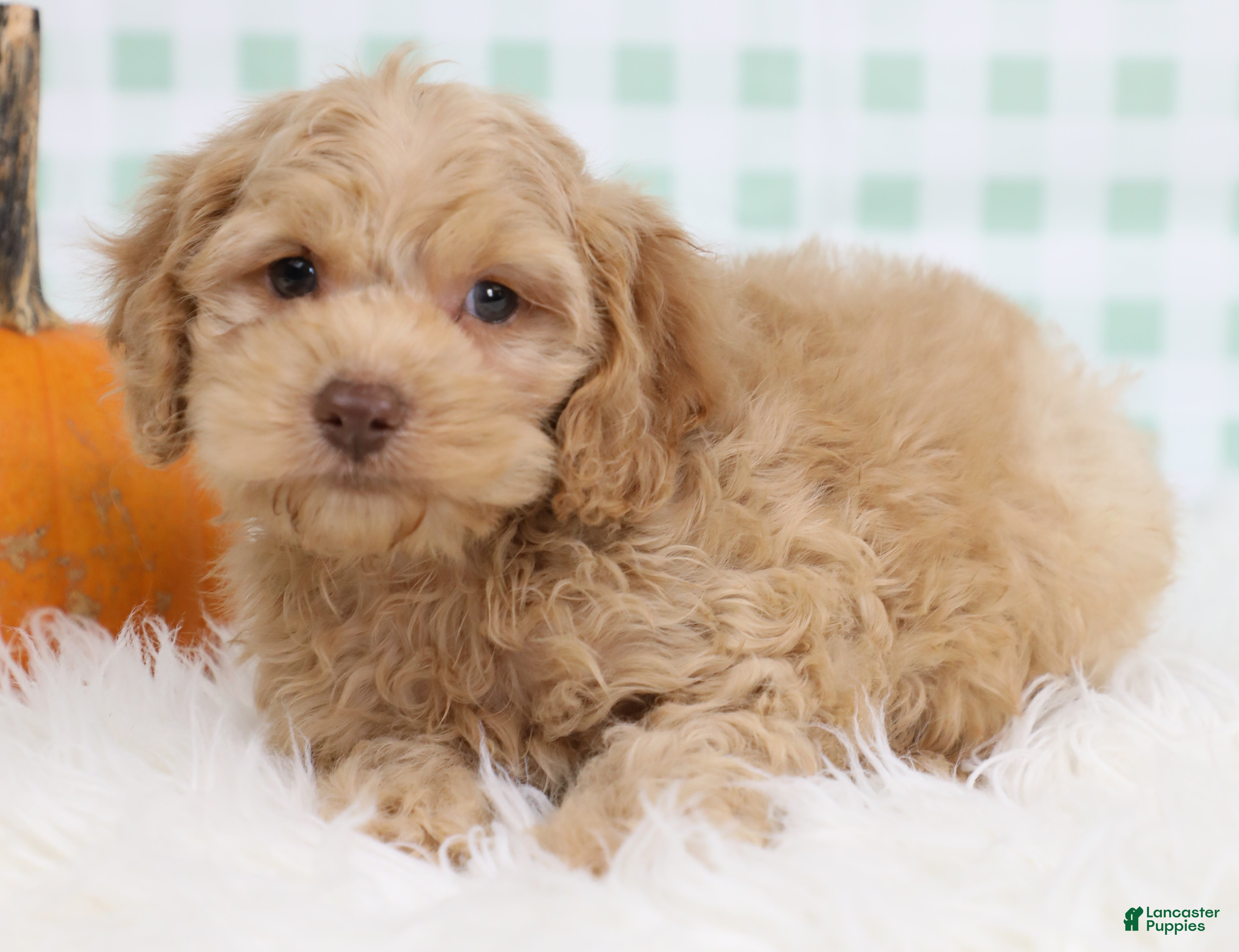 Cockapoo dogs for sale: Sailor ⚓️ - Ad 2