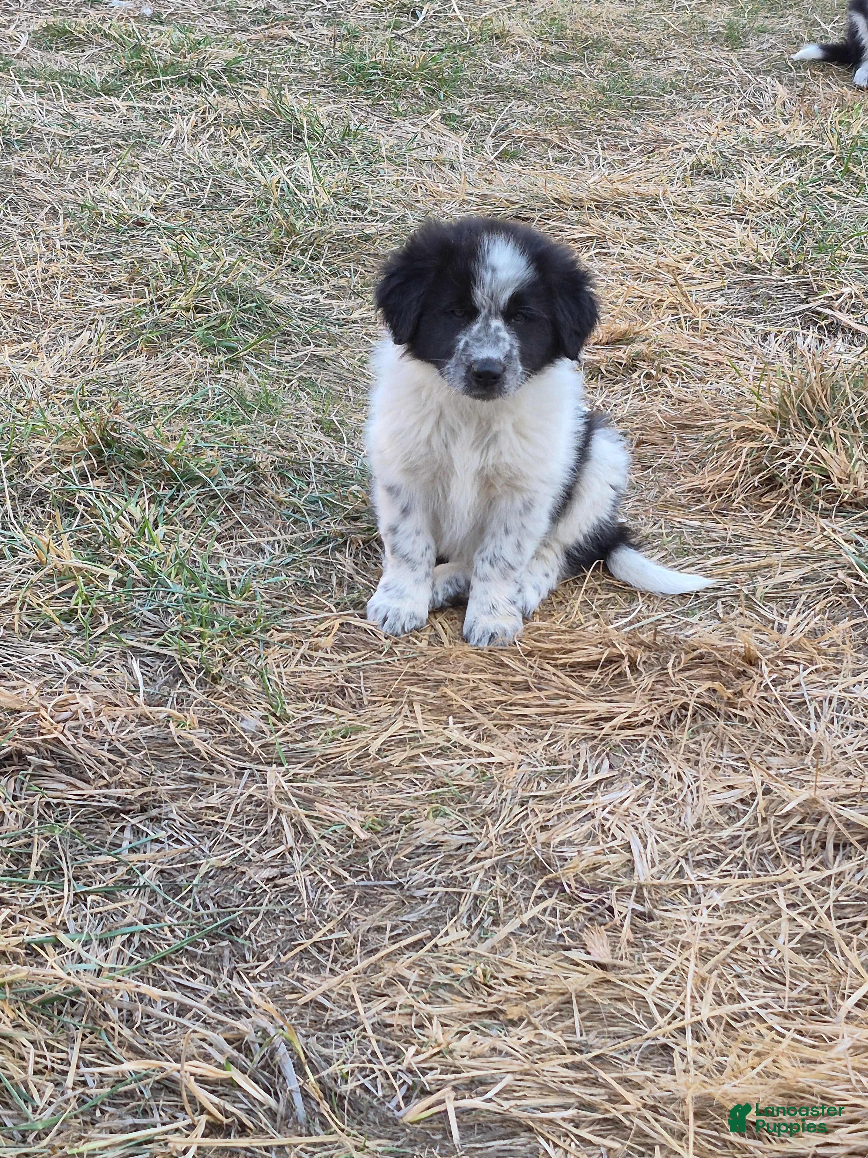 Mixed Breed dogs Shania - Ad 14