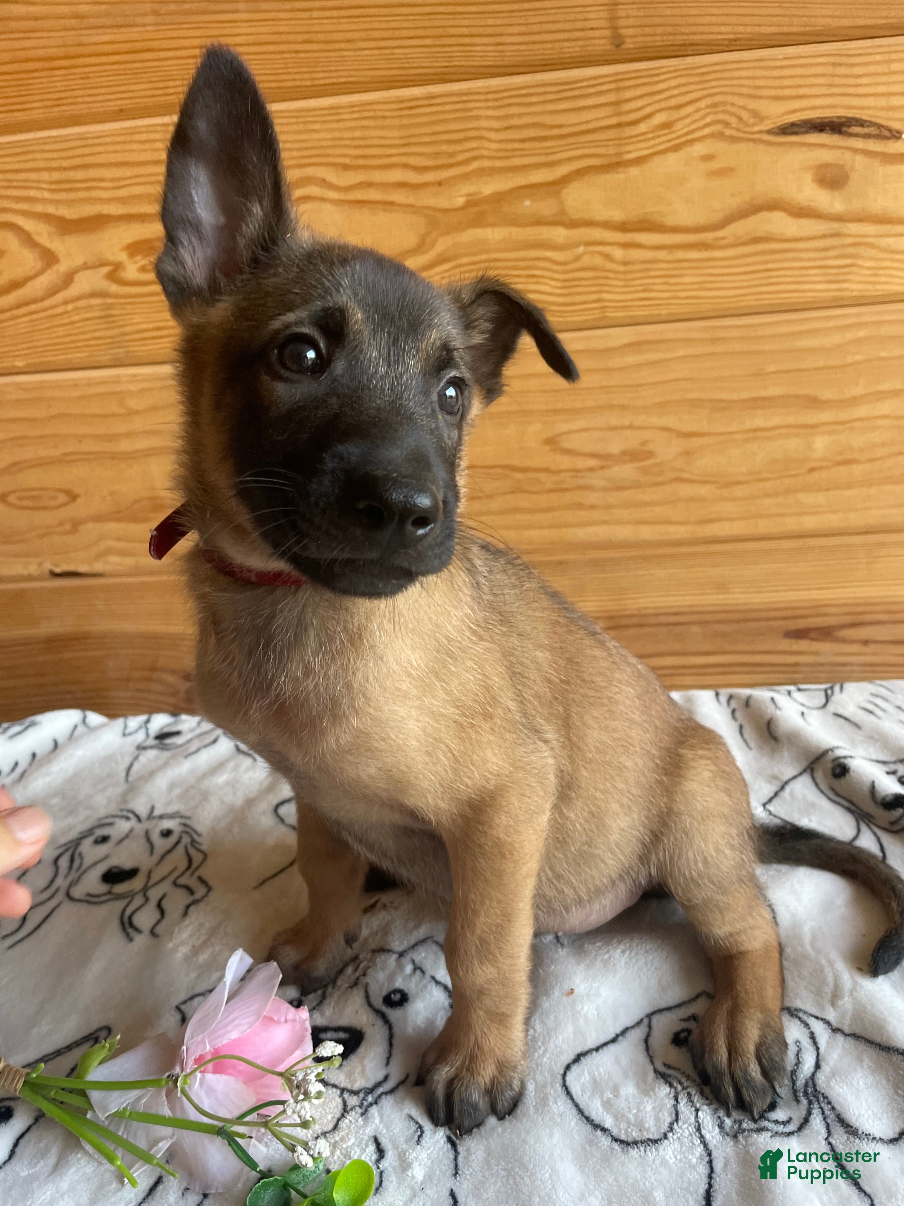 Belgian Malinois dogs Duke - Ad 40