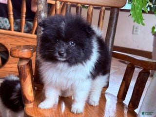 Pomeranian dogs Kermit - Ad 18