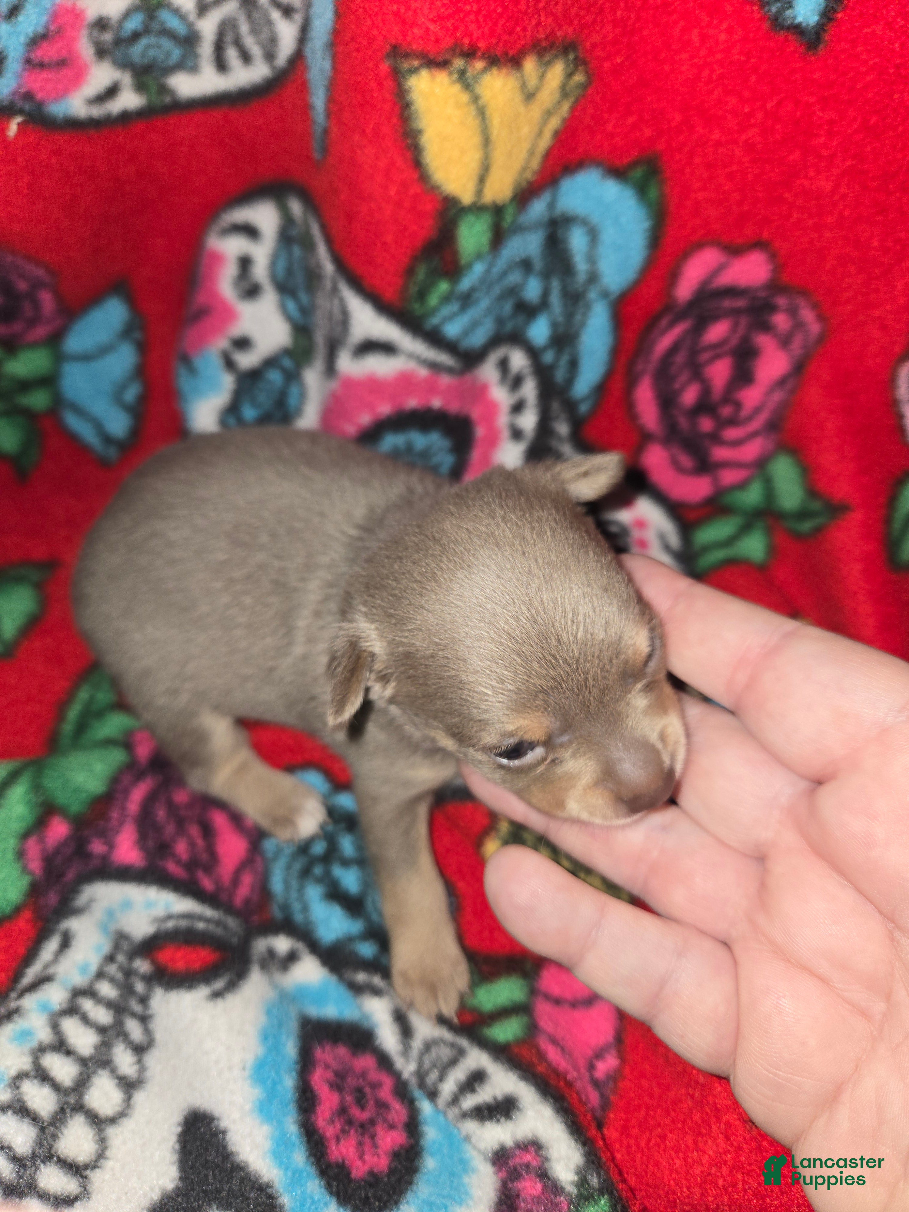 Chihuahua dogs Blue Girl - Ad 1