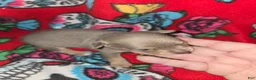 Chihuahua dogs for sale: Blue Girl - Ad 1