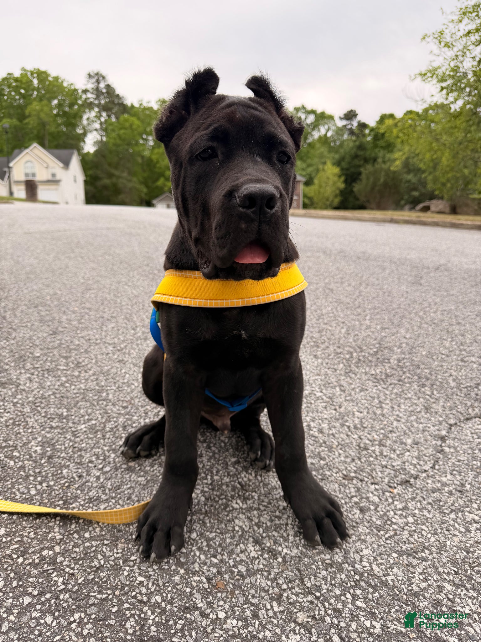 Cane Corso dogs for sale: Cane Corso Puppy 1 - Ad 2