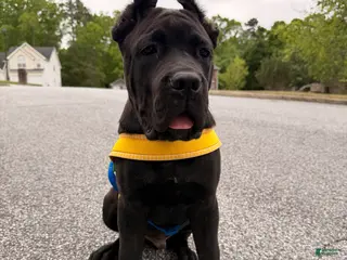 Cane Corso dogs for sale: Cane Corso Puppy 1 - Ad 2
