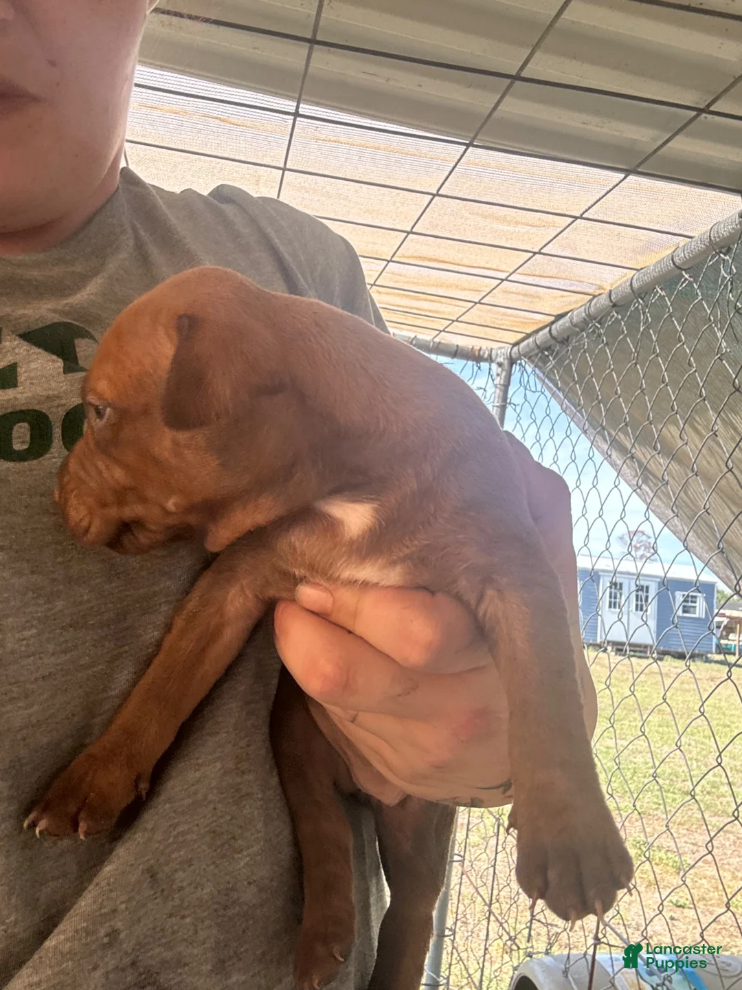 American Pit Bull Terrier dogs for sale: American Pit Bull Terrier 6 - Ad 13