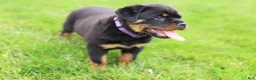 Rottweiler dogs for sale: Roxy - Ad 7