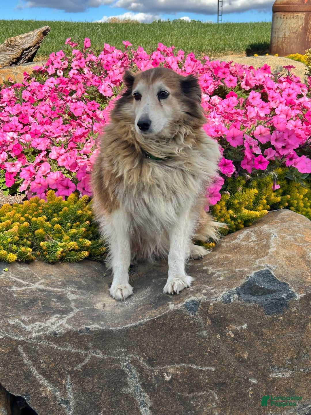 Mixed Breed dogs for sale: Chase - Ad 6