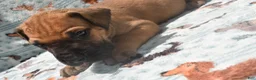 Great Dane dogs for sale: Great Dane  - Brown Collar - Fawn with Black Mask - Ad 4