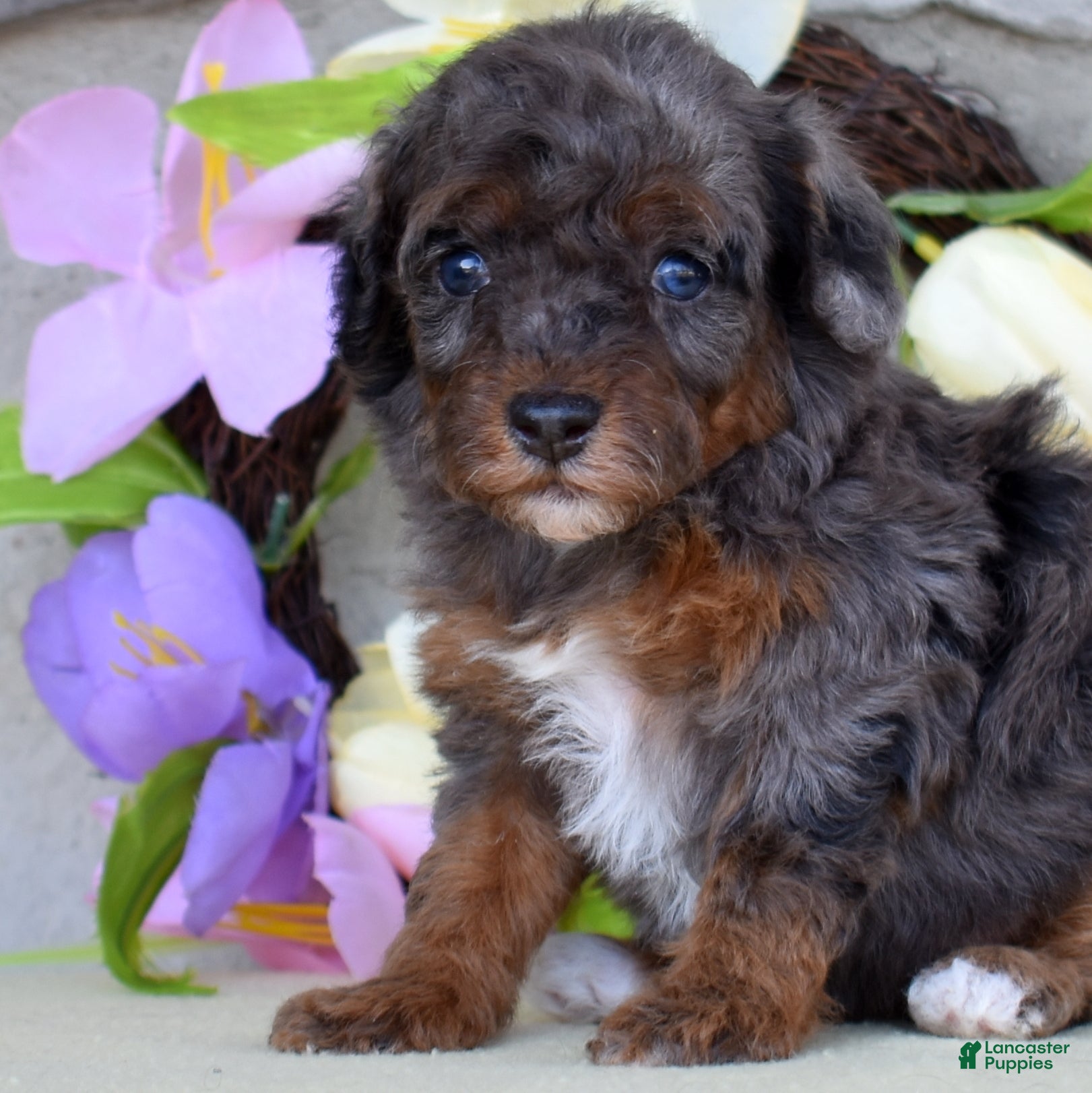 Miniature Poodle dogs Emerald  - Ad 2