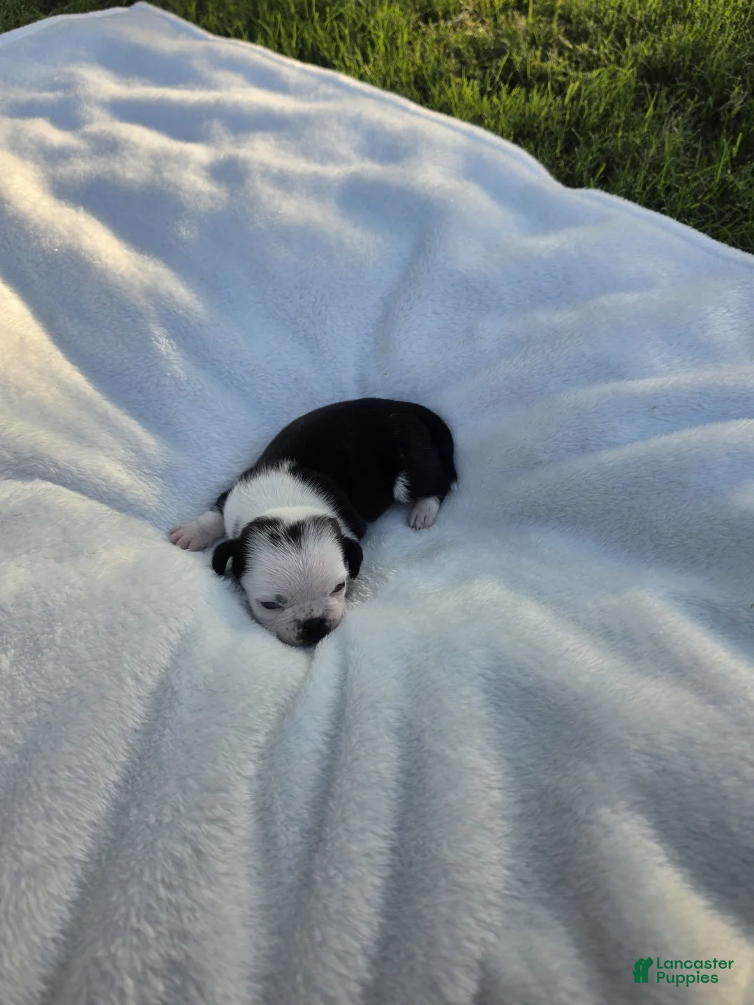 Pug dogs for sale: Female panda pug puppy - Ad 1