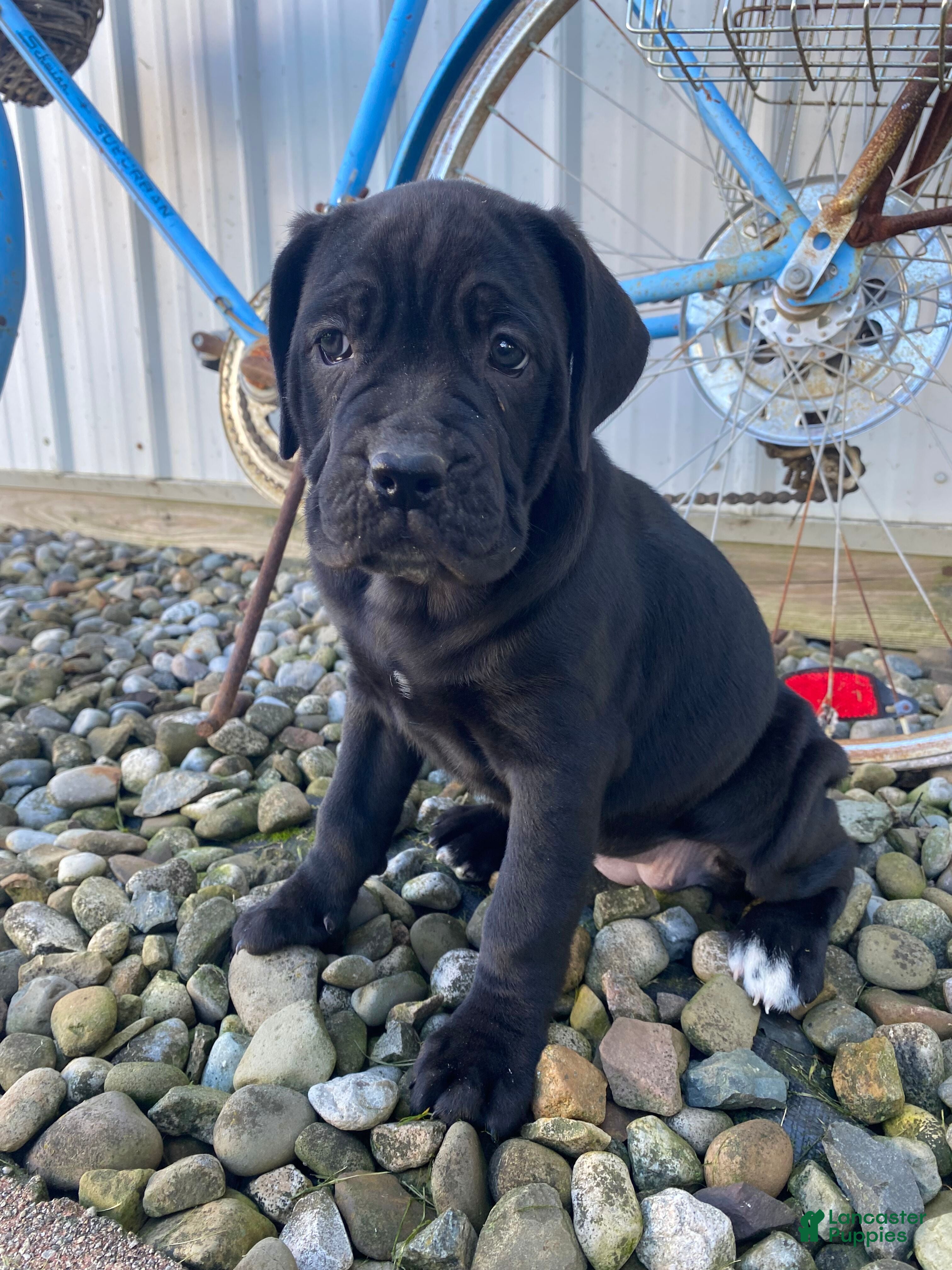 Jessica (Cane Corso, Female) in Apple Creek, OH