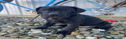 Cane Corso dogs for sale: Jessica - Ad 1