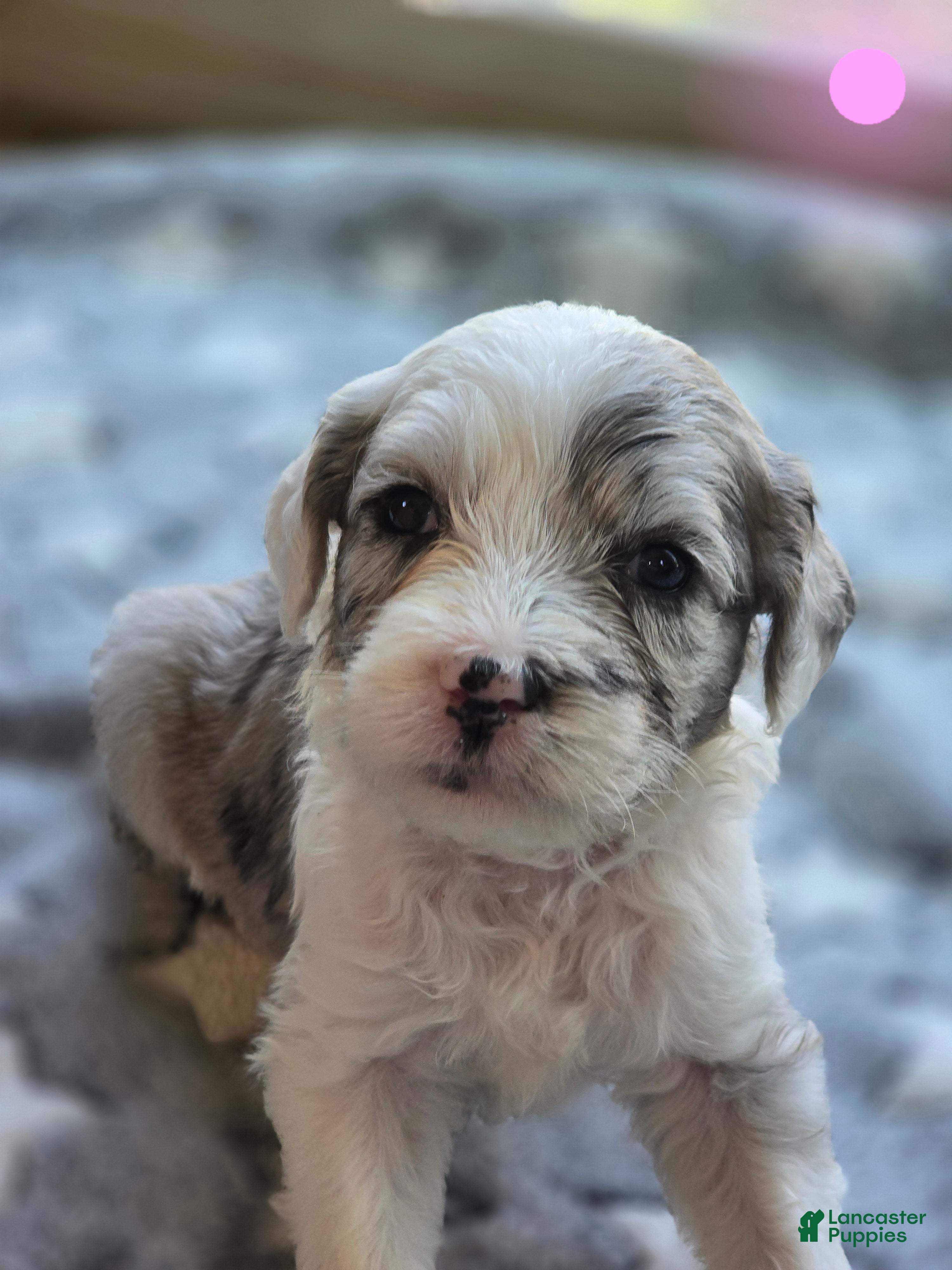Sheepadoodle dogs Rose-light pink - Ad 11