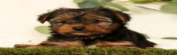 Yorkshire Terrier dogs for sale: Bella - Ad 5