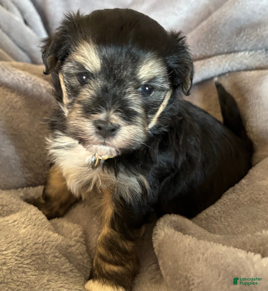Havanese dogs for sale: Donny - Ad 1