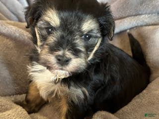 Havanese dogs Donny - Ad 40