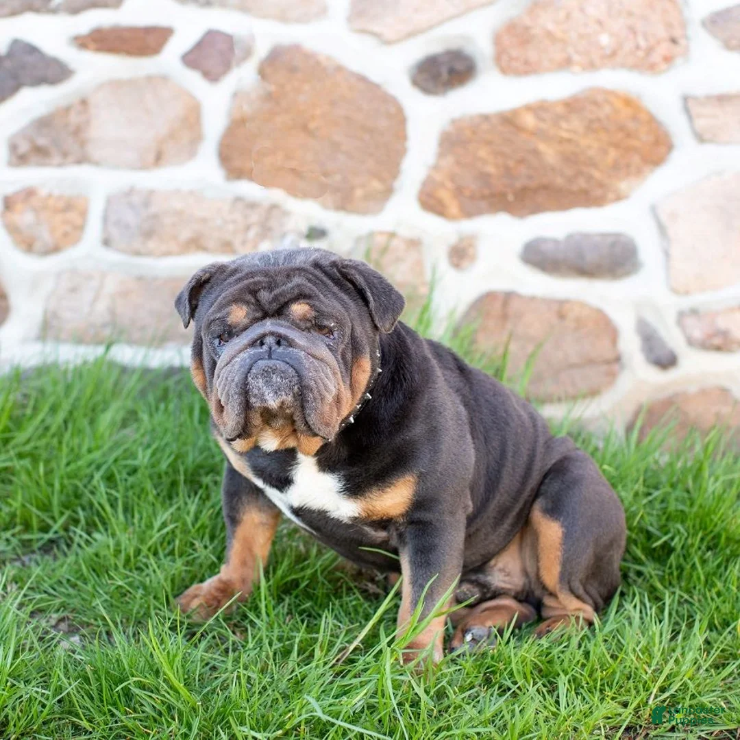 English Bulldog dogs for sale: Butter Pecan - Ad 7