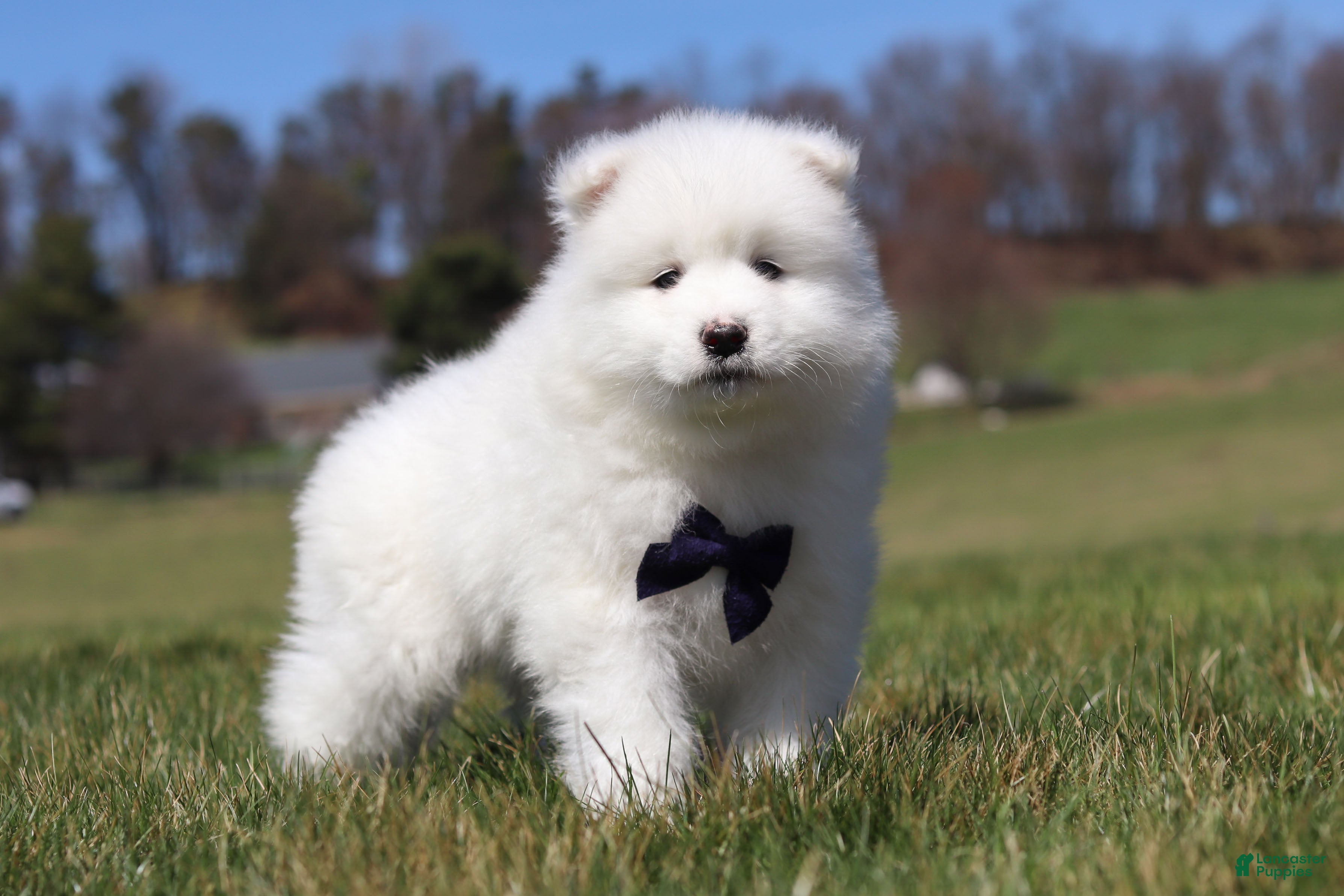 Samoyed dogs Koda - Ad 1