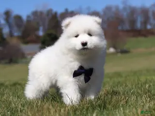 Samoyed dogs for sale: Koda - Ad 4