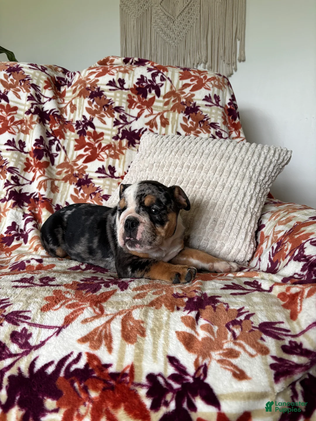 English Bulldog dogs for sale: English Bulldog 4 - Ad 1