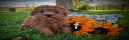 Toy Poodle dogs for sale: Toy Poodle 1 - Ad 4