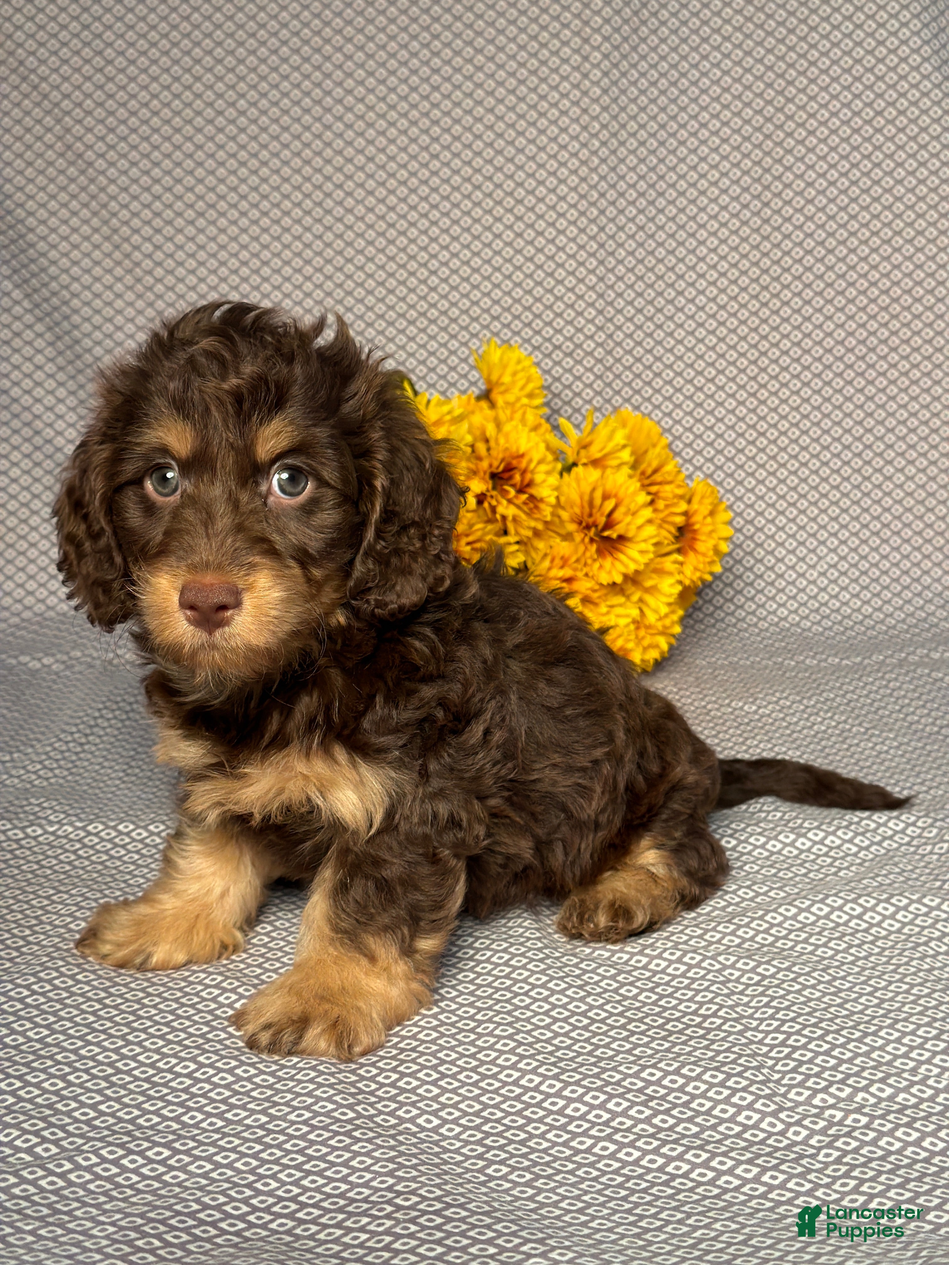 Doxiepoo dogs Jordan - Ad 2