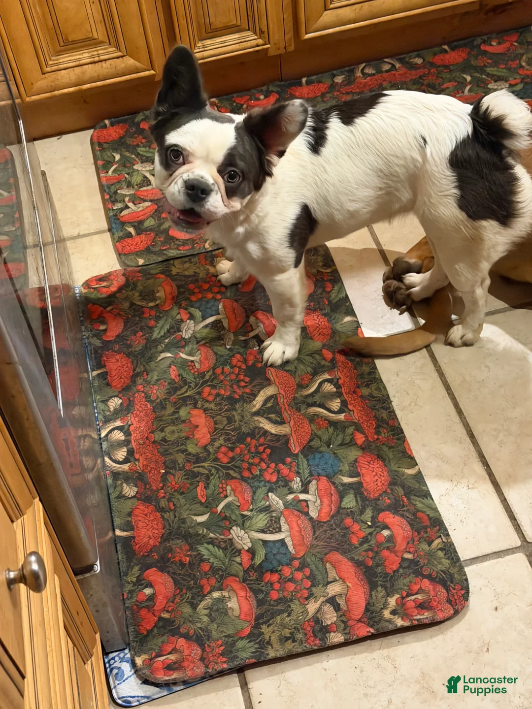 French Bulldog dogs for sale: Lulu - Ad 1