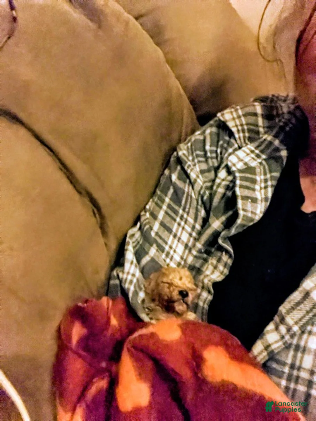 Toy Poodle dogs for sale: ♥️TINY TEACUP TAZZ♥️ - Ad 10