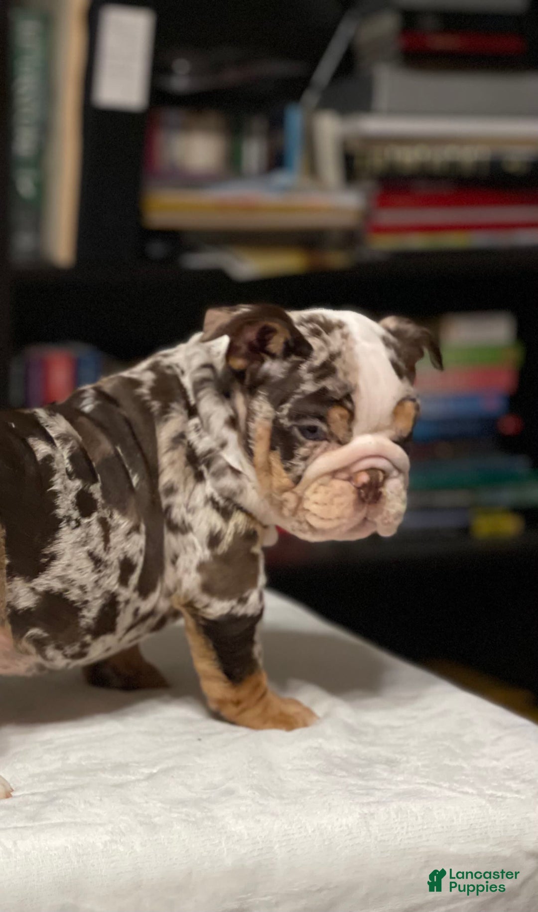 Gallery Image {{count}}