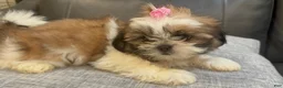Shih Tzu dogs for sale: Liz - Ad 3