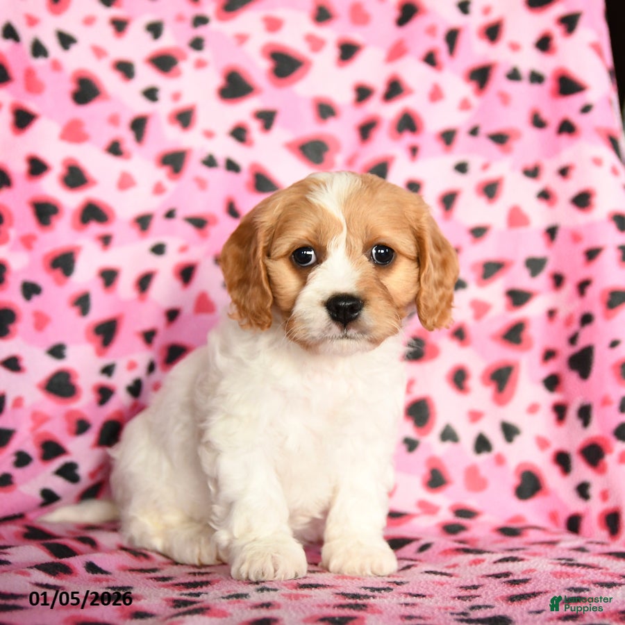 Cavachon dogs Beauty - Ad 10