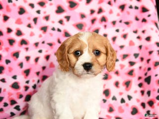 Cavachon dogs Beauty - Ad 6