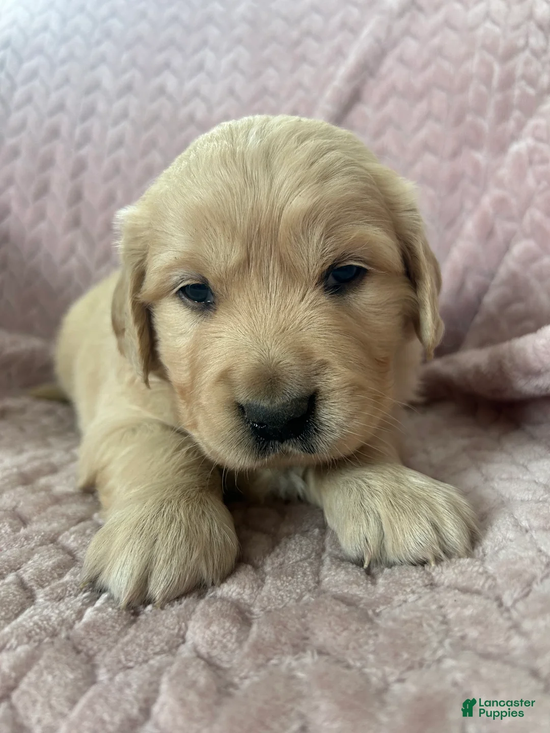Golden Retriever dogs for sale: Cupcake - Ad 1