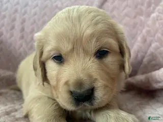 Golden Retriever dogs Cupcake - Ad 11