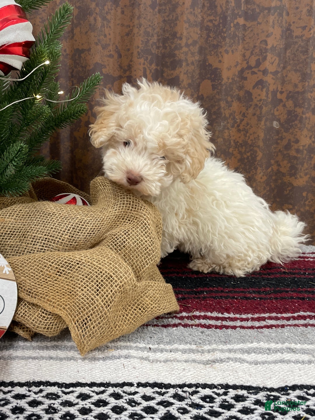 Miniature Poodle dogs for sale: Sheldon - Ad 8