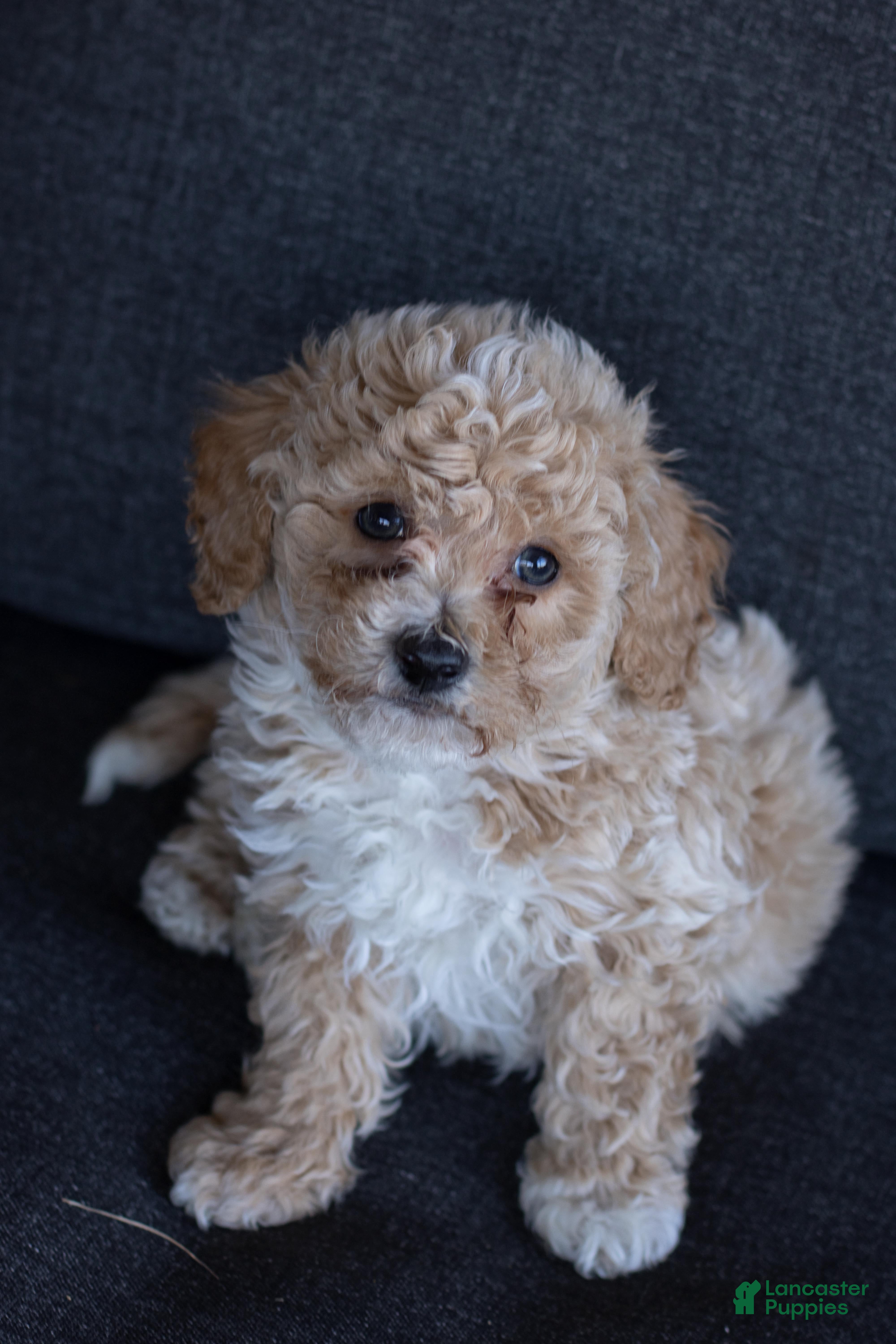 Bichpoo dogs Cooper - Ad 2