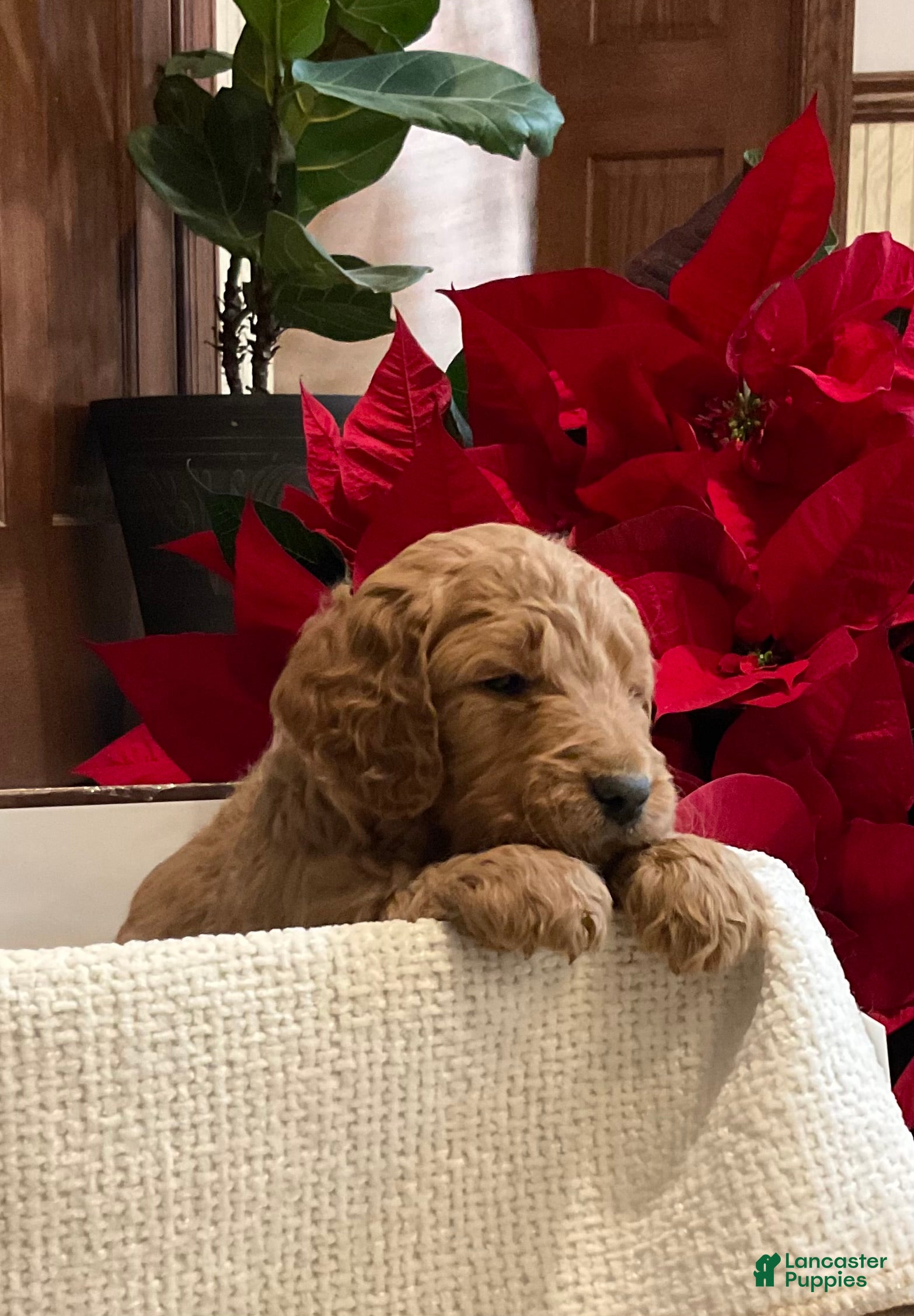 Goldendoodle dogs Goldendoodle Puppy 3 - Ad 34