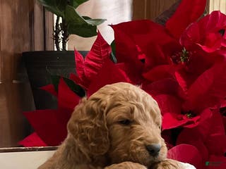 Goldendoodle dogs Clark - Ad 38