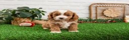 Cavapoo dogs for sale: Gavin - Ad 4