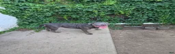 American Bully dogs for sale: Shadow - Ad 1