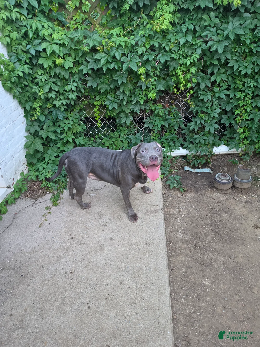 American Bully dogs for sale: Shadow - Ad 1