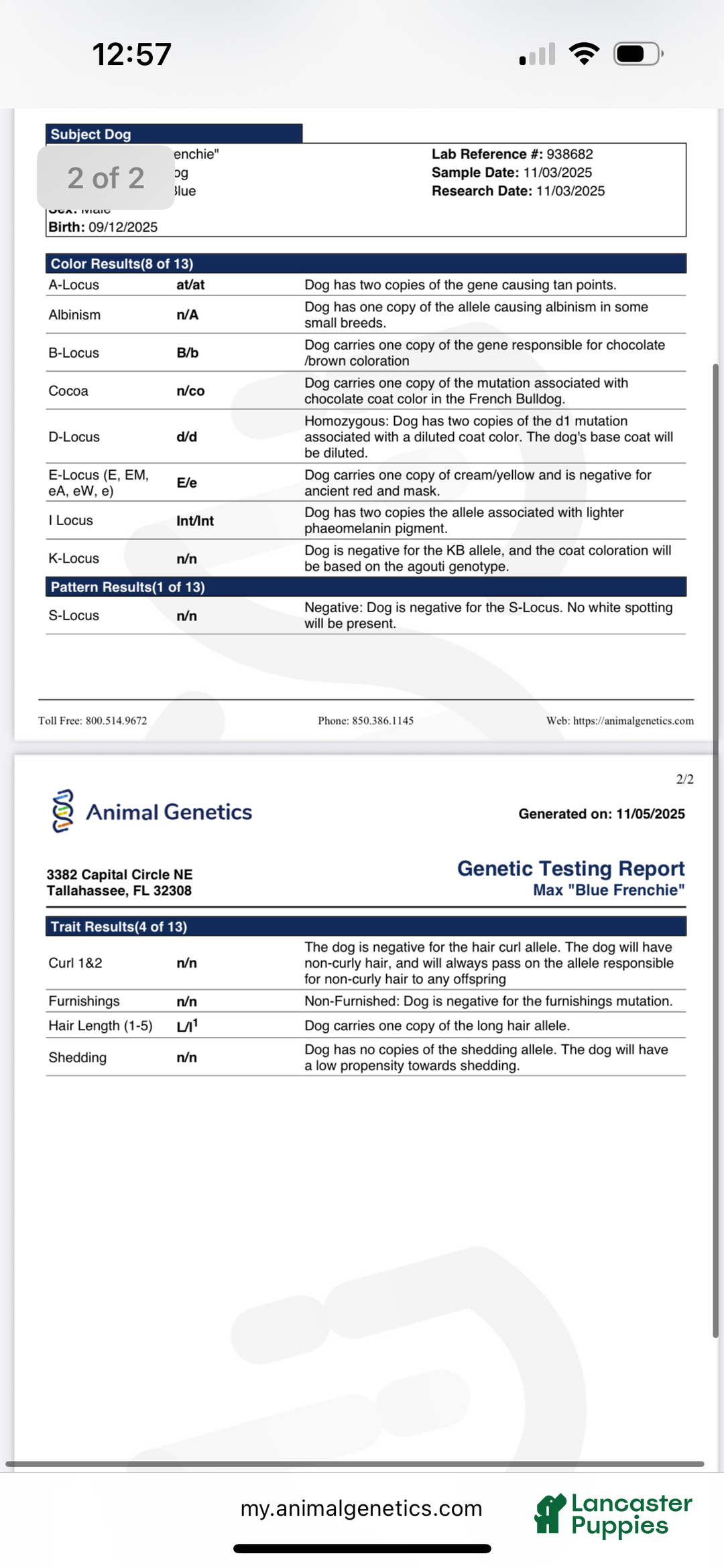 French Bulldog dogs for sale: Blue - Ad 6