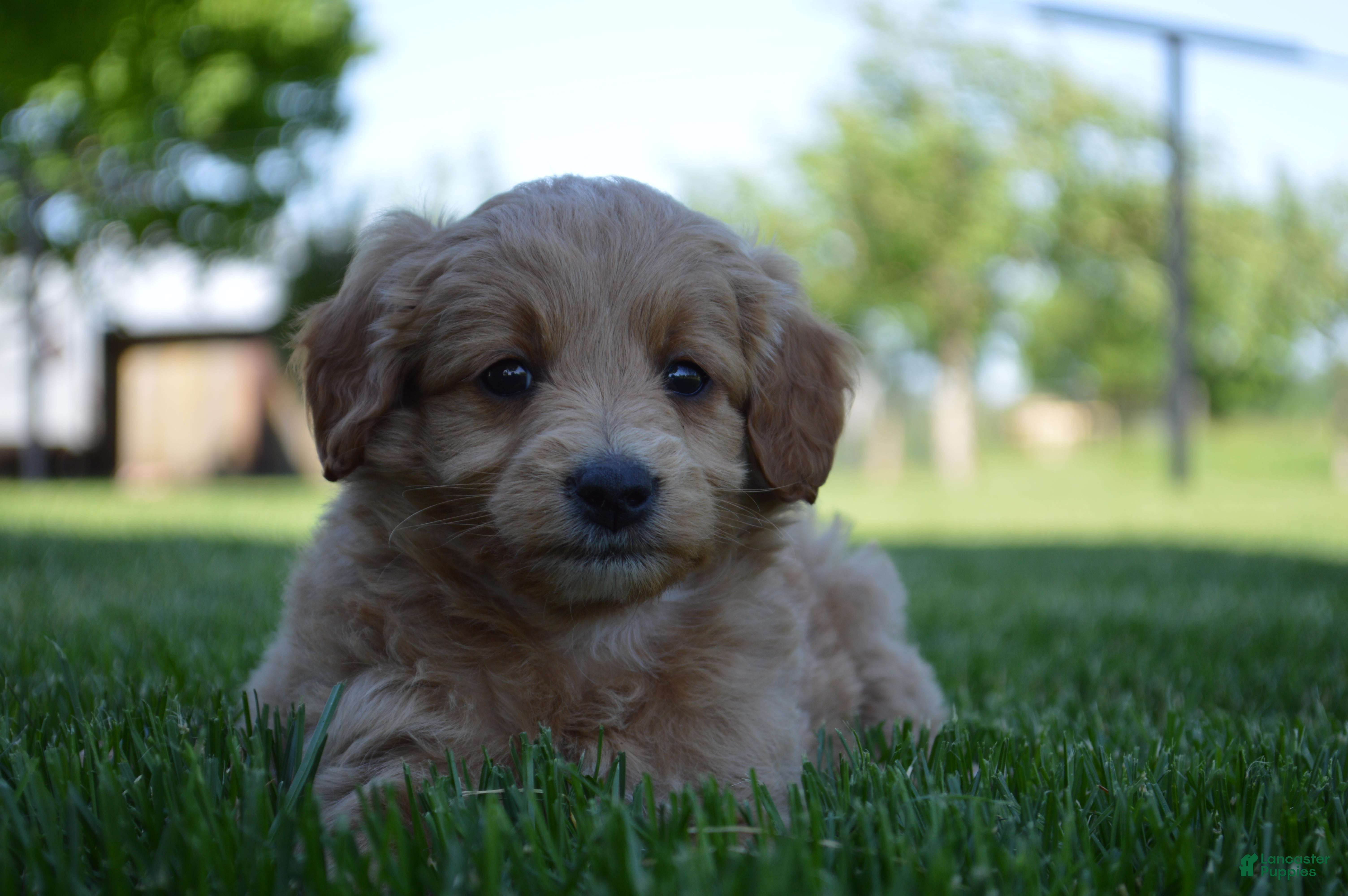 Mini Goldendoodle dogs Midge - Ad 1