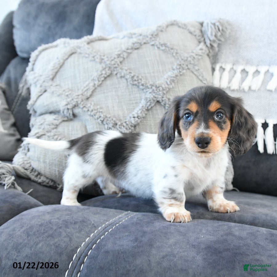 Miniature Dachshund dogs Laker - Ad 19