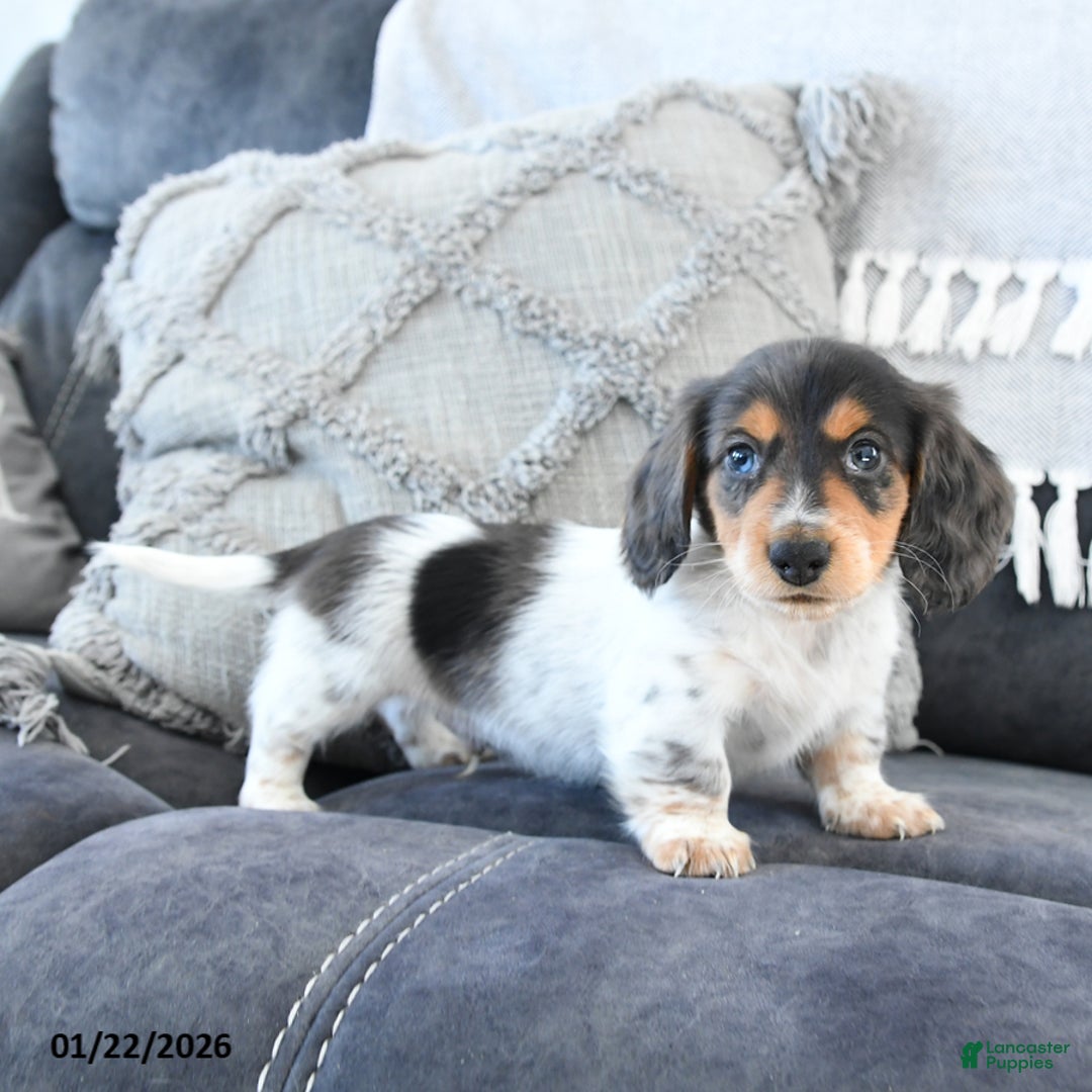 Miniature Dachshund dogs for sale: Laker - Ad 1