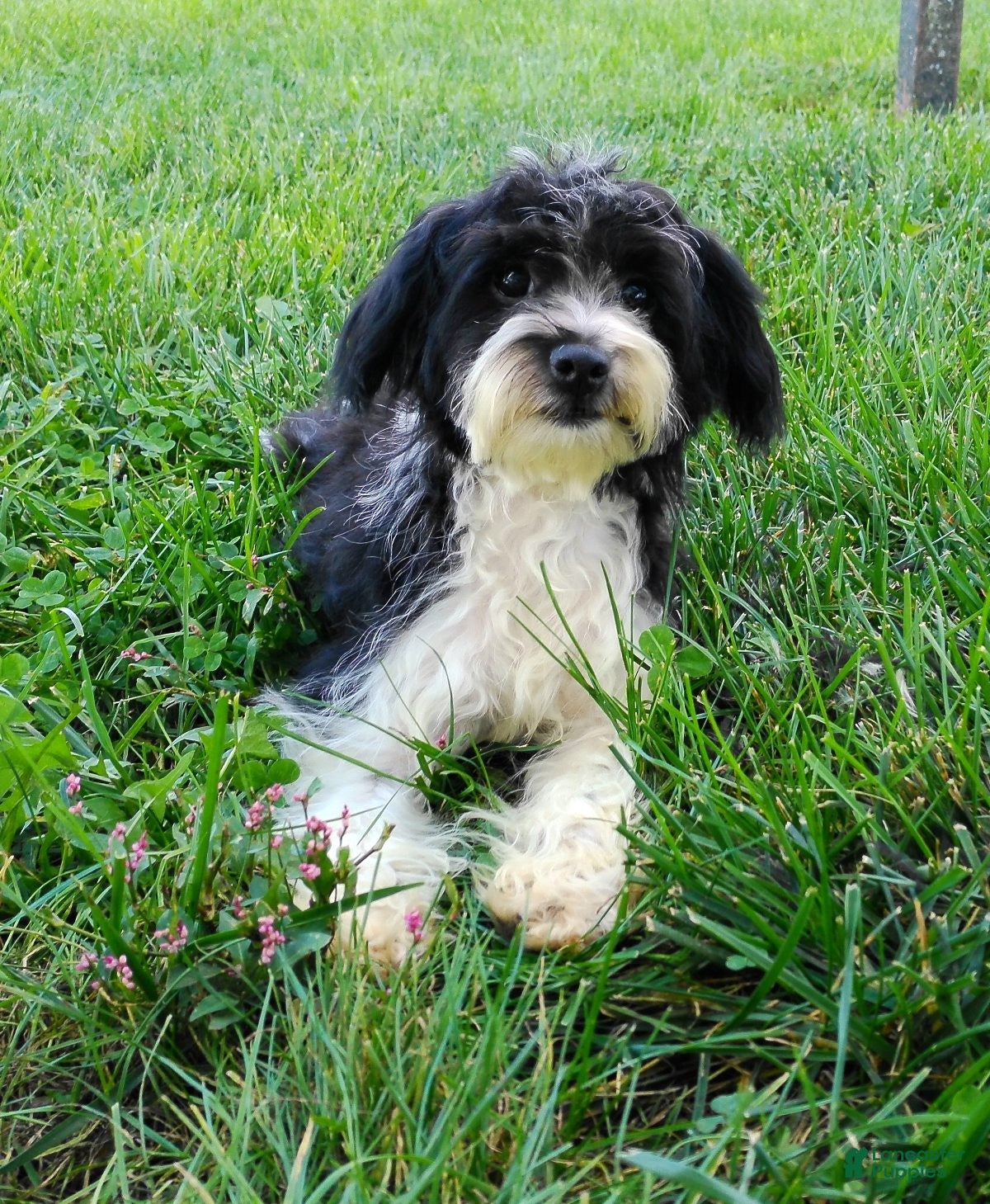 Yorkiepoo dogs Evelyn - Ad 1