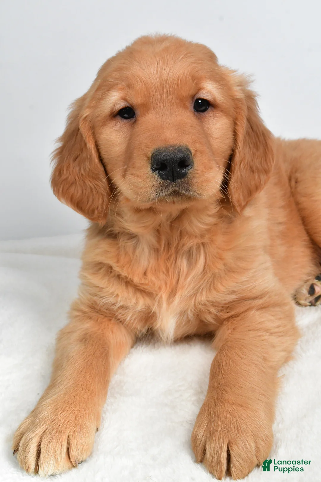 Golden Retriever dogs for sale: Anna - Ad 7