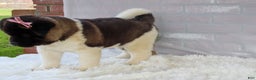 Akita dogs for sale: Rosa - Ad 25