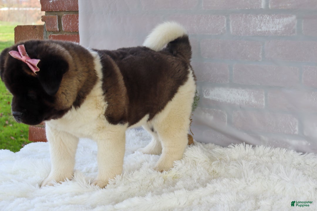 Akita dogs for sale: Rosa - Ad 25