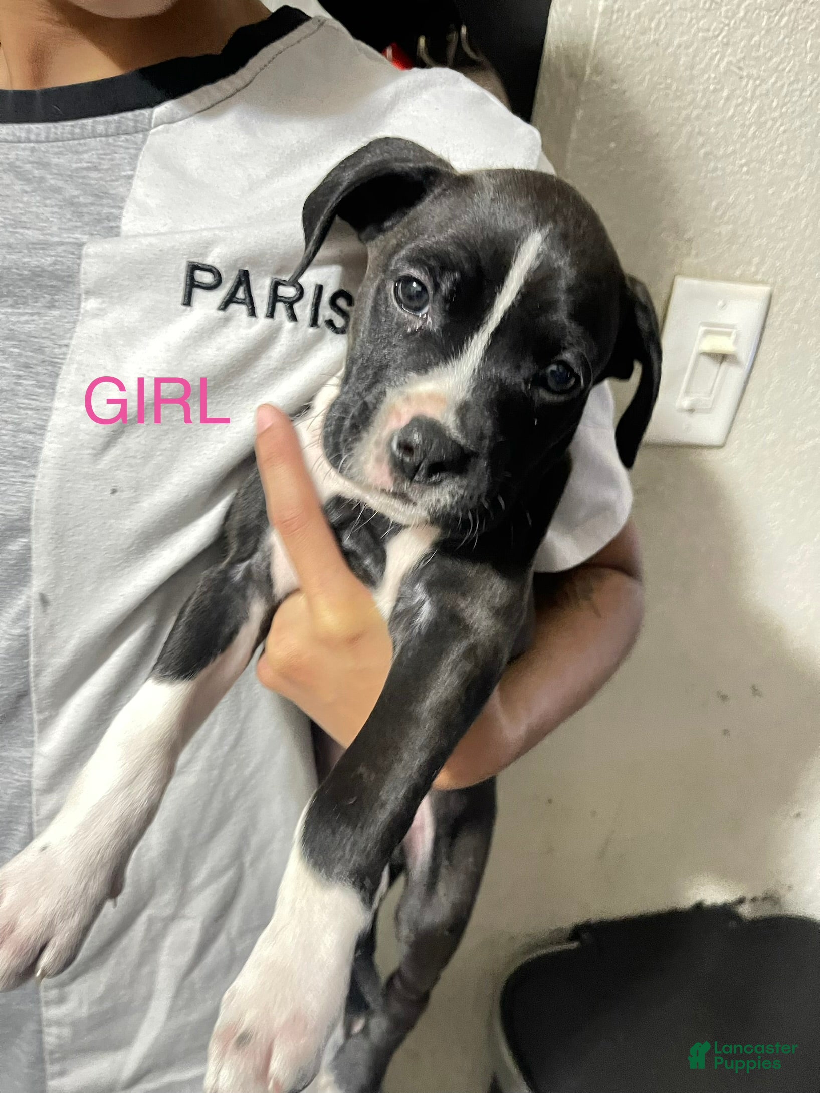 Mixed Breed dogs for sale: Mixed Breed 4 - Ad 25